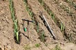 Outils repiquage poireaux