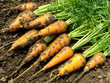 Foto: carrots harvest carrots harvest