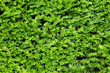 Yew bush close up background