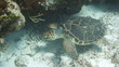 loggerhead turtle filmed underwater whilst in cozumel mexico