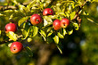 Reife Äpfel am Baum