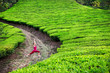 Foto: Yoga warrior pose in tea plantations Yoga warrior pose in tea plantations