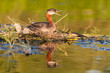 Photo: Nesting Red-necked Grebe (Podiceps grisegena). Nesting Red-necked Grebe (Podiceps grisegena).