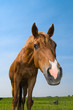 Pferd auf Koppel
