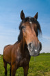 Pferd Portrait