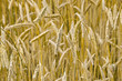 Photo: Getreidefeld Getreidefeld