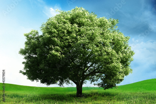 Illustration: landscape with a big tree landscape with a big tree