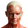 anatomy head