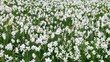 Video: Wild white daffodils bloom on a meadow Wild white daffodils bloom on a meadow