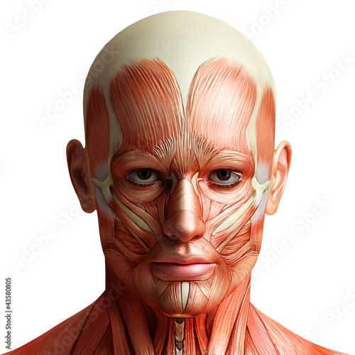 Illustration: anatomy head anatomy head