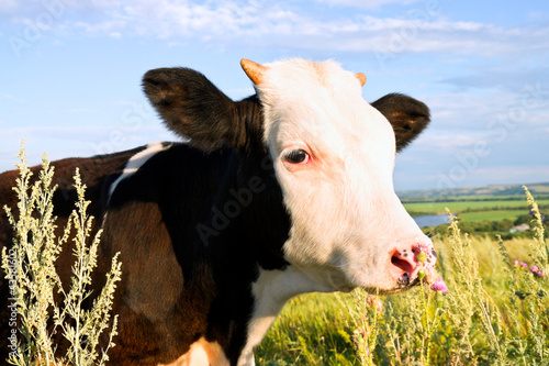 Photo: Motley cow Motley cow