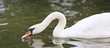 Schwan-18556b1