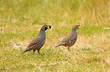 Quail Couple