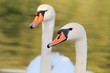 Schwan-18781b1