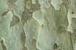 Photo: Green bark of tree Green bark of tree