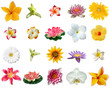 fleurs