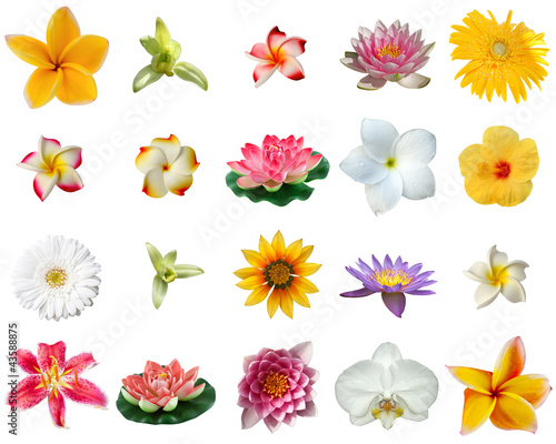 Photo: fleurs fleurs