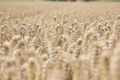 Kornfeld