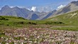 Video: flowering meadow in the alps flowering meadow in the alps
