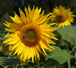 Sonnenblumen
