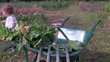 bébé dans le potager