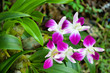 Orchid