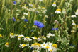 Wildblumenwiese