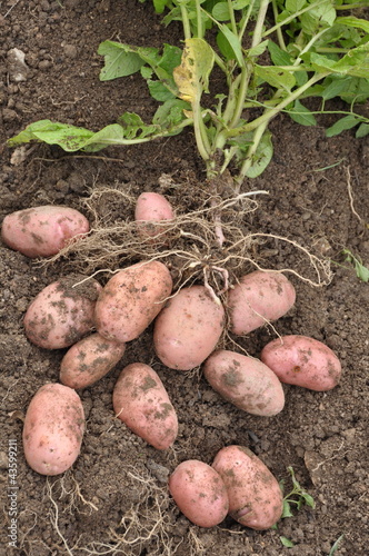 Photo: pommes de terre 'Franceline' pommes de terre 'Franceline'