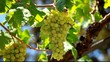 fresh grapes on bush