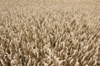 Kornfeld