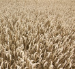 Kornfeld