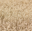 Kornfeld