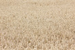 Kornfeld