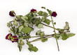 Broken faded roses on white background