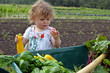 bébé au potager