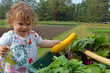 Foto: ramasser les légumes ramasser les légumes