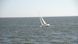 Segelboot