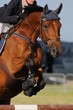 Cheval sautant un obstacle