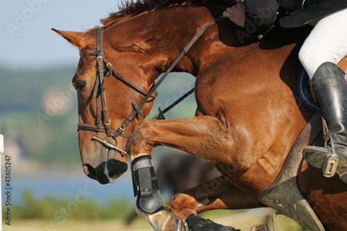 Photo: cheval sautant vue de côté cheval sautant vue de côté