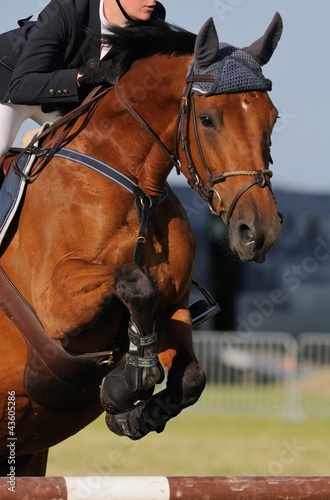 Photo: Cheval sautant un obstacle Cheval sautant un obstacle