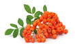 Bunch of red rowan