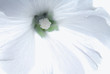 white lavatera flower