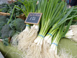 Scallions
