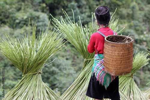 Photo: Femme Mong avec panier Femme Mong avec panier
