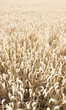 Kornfeld