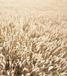 Kornfeld