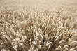 Kornfeld