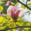 Pink magnolia