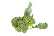 broccoli on a white background