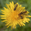 Löwenzahn mit Hain-Schwebfliegen